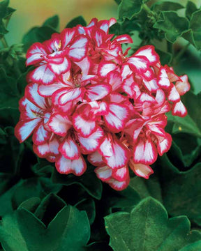 6 Géraniums-lierre bicolores