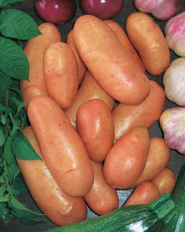 25 Pommes de terre Rose de France (Cirielle) Bio