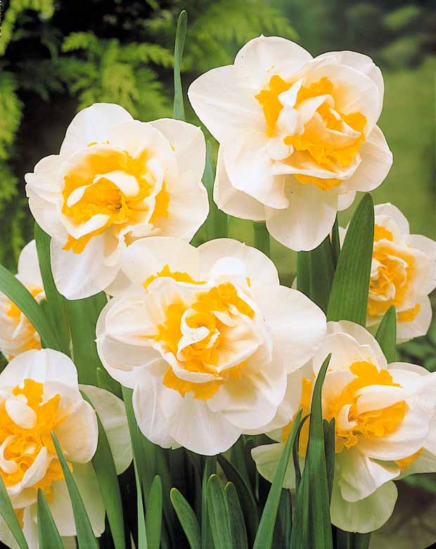 10 Narcisses à fleurs doubles White Lion - Narcissus white lion - Bulbes à fleurs