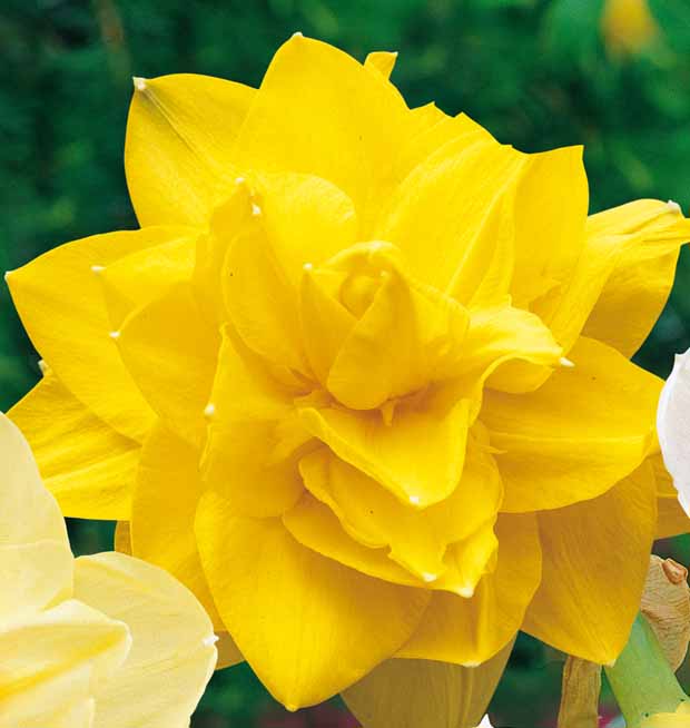 10 Narcisses à fleurs doubles Golden Ducat