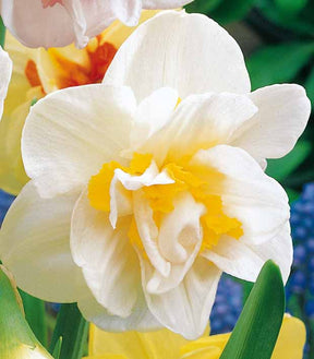 10 Narcisses à fleurs doubles White Lion - Narcissus white lion - Plantes