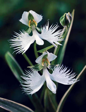 4 Orchidée Colombe
