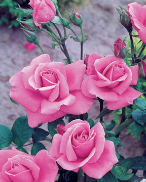 8 Rosiers Queen Elisabeth roses