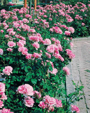 8 Rosiers Queen Elisabeth roses