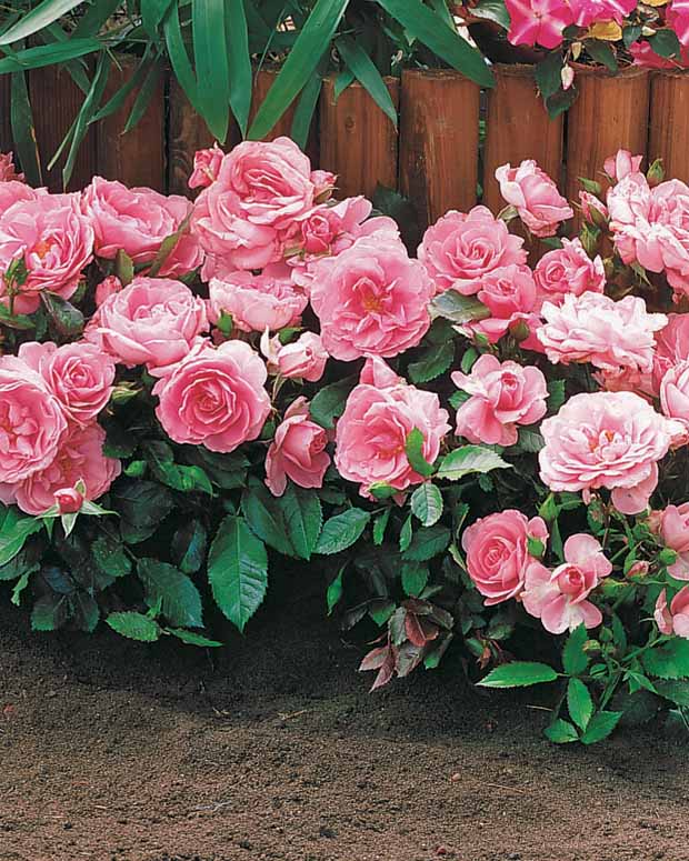6 Mini-rosiers Randilla roses