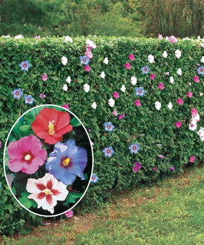 10 Hibiscus de jardin - Haie de 8 m linéaire