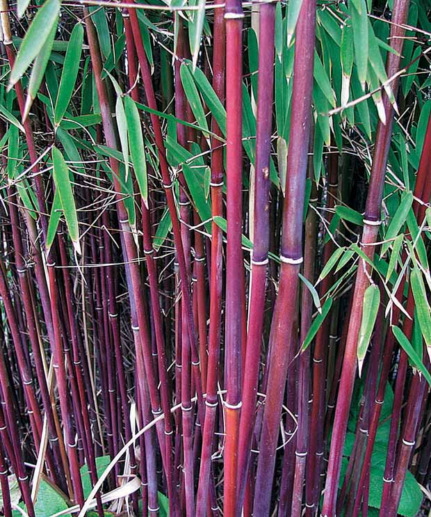 10 Bambous à cannes rouges, Bambou des pandas - Haie de 10 m long