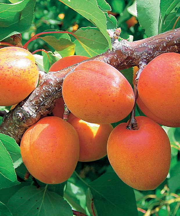 Abricotier Orange Summer ® COV EU.22.071