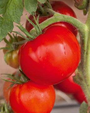 3 Plants Tomate Saint Pierre F1 - Solanum lycopersicum saint pierre f1 - Potager