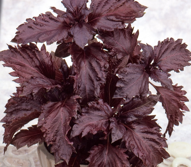 Basilic pourpre Purple Ruffles - Ocimum basilicum purpureum - Potager