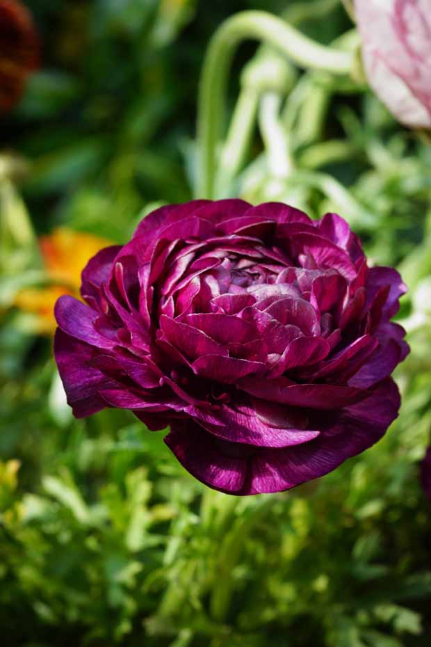 Renoncule Purple Sensation - Ranunculus purple sensation - Bulbes à fleurs