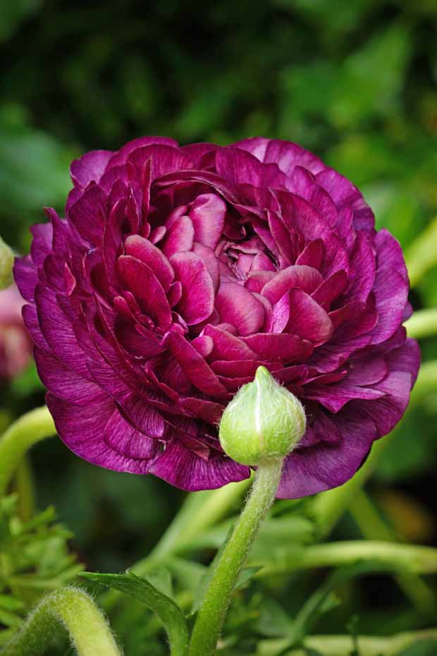 Renoncule Purple Sensation - Ranunculus purple sensation - Plantes