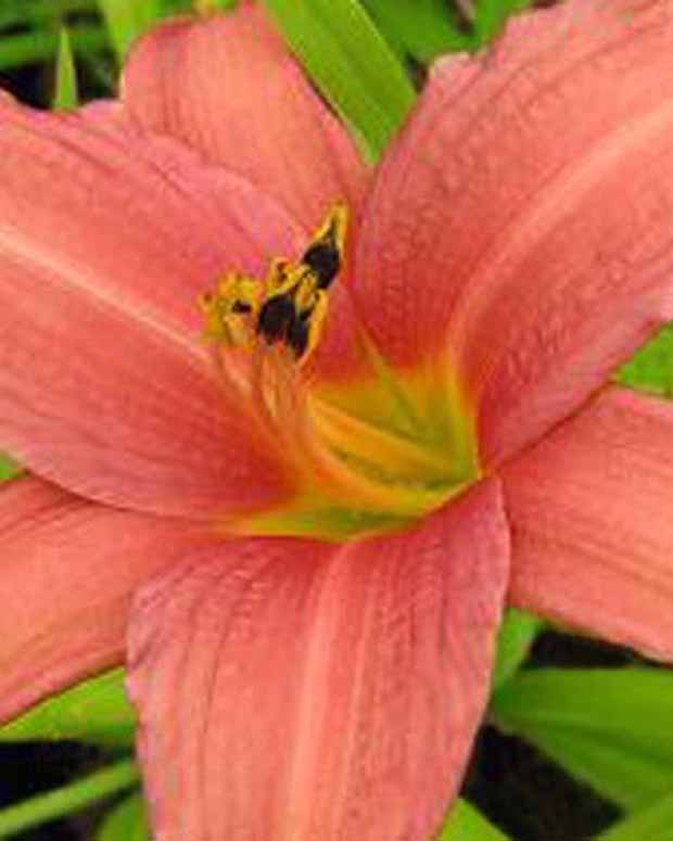 Hémérocalle Pink Charm Lys d'un jour - Hemerocallis pink charm - Plantes