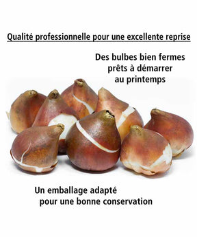 10 Tulipes Quebec