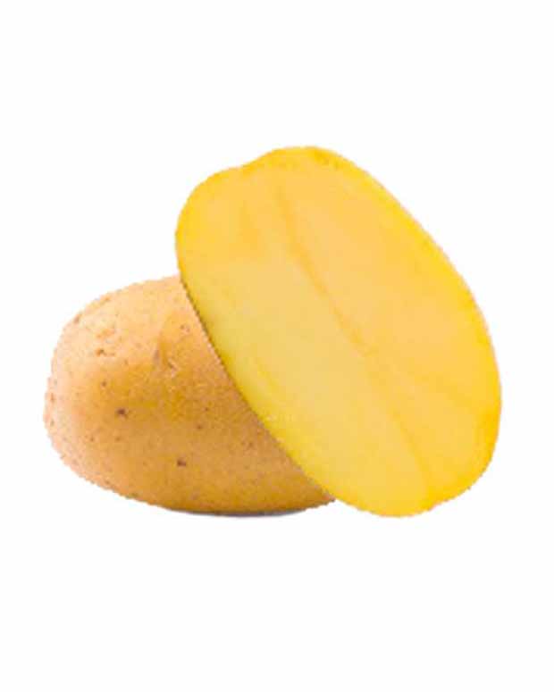 25 Pommes de terre Goldmarie Bio - Solanum tuberosum goldmarie - Potager