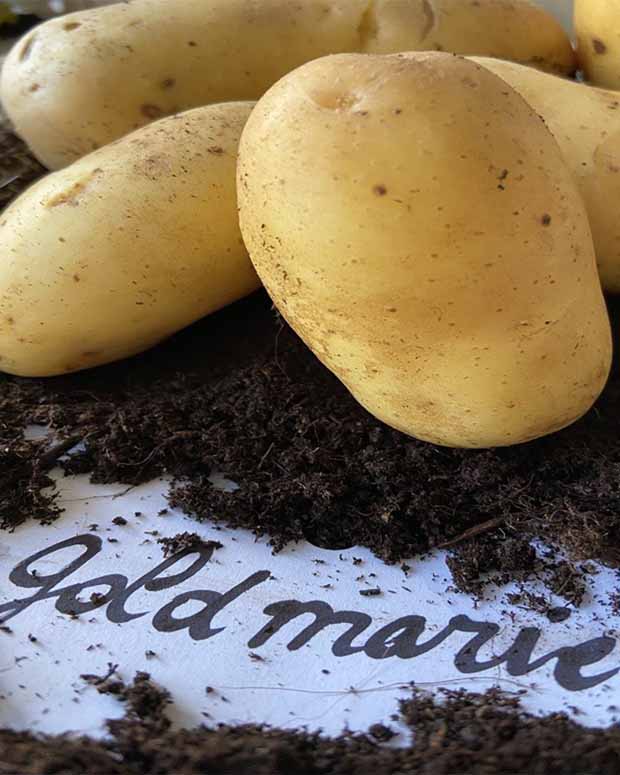 25 Pommes de terre Goldmarie Bio - Solanum tuberosum goldmarie - Bulbes potagers et tubercules