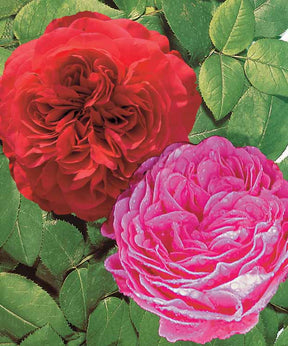 Coll. 2 rosiers floribundas (1 Red Leonardo da Vinci, 1 Leonardo da V