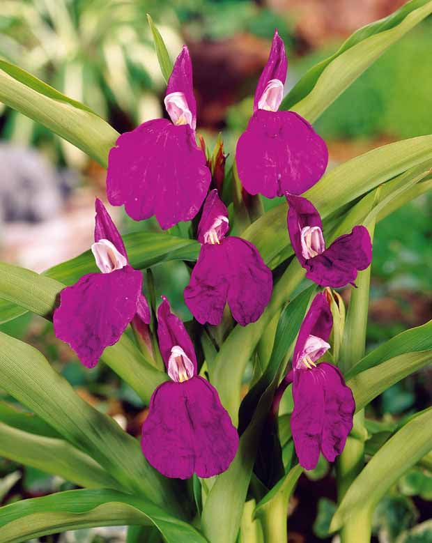 2 Gingembres Orchidée violets