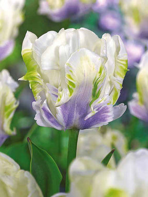 10 Tulipes perroquet White Lizard