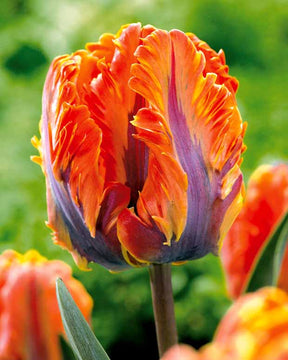10 Tulipes perroquet Princesse Irène