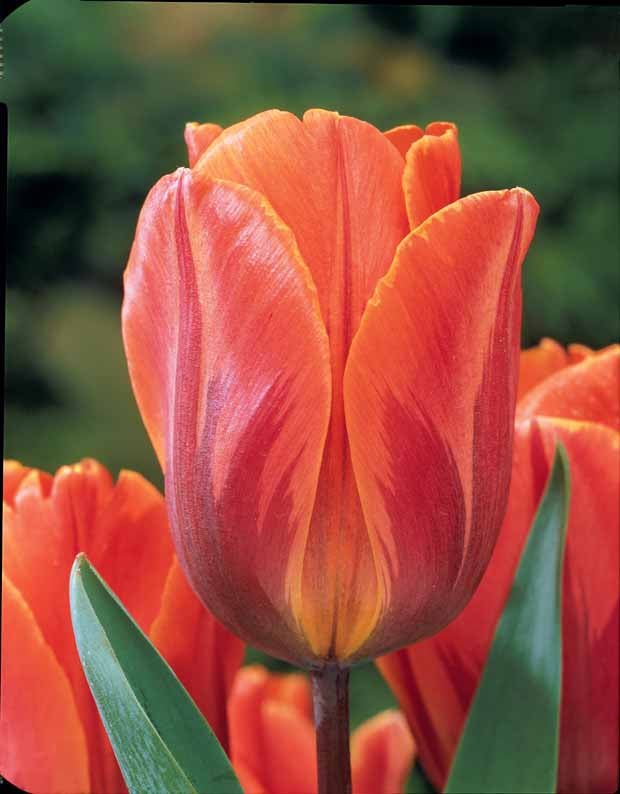 5 Tulipes flammées Princesse Irène