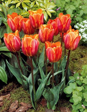5 Tulipes flammées Princesse Irène