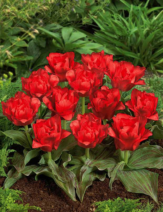 10 Tulipes Chaperon Rouge Double