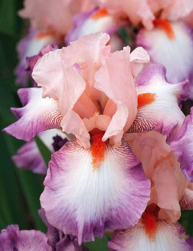 3 Iris de jardin Poésie